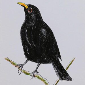 Art drawings of Birds of Lebanon - Image 4