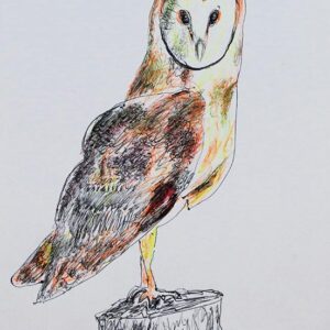 Art drawings of Birds of Lebanon - Image 3