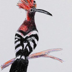 Art drawings of Birds of Lebanon - Image 2