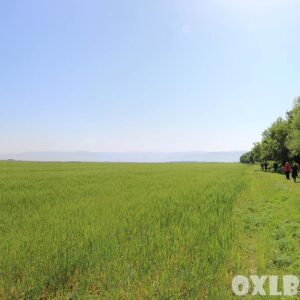Aammiq wetland and Bekaa - Image 1
