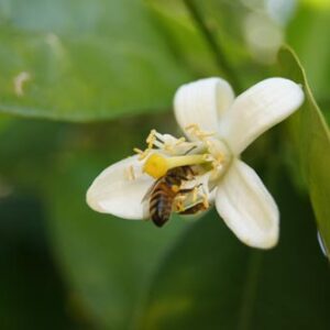 Neroli - Bitter-Orange Flower Water - Image 6