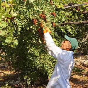 Natural sumac - Summak Lebanon - Image 5