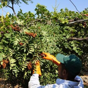 Natural sumac - Summak Lebanon - Image 4