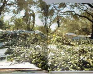 Green Gold – The Story of Lebanese Olive Oil - Image 7