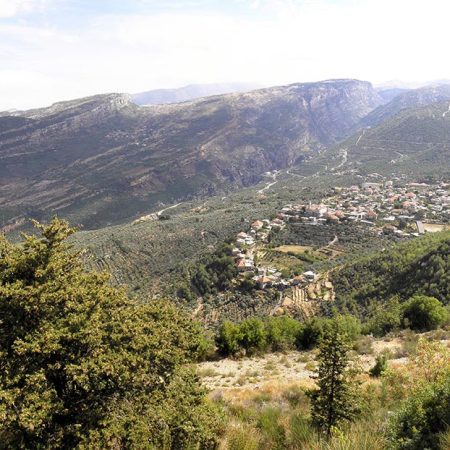 Douma village endless olive trees