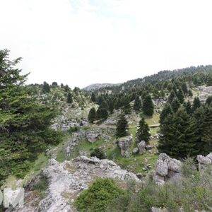 Fnaidek Fneidik Forest Akkar el Atika - Image 1
