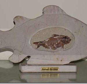 Sculpted bas-relief with fossils - Available on request - Image 3