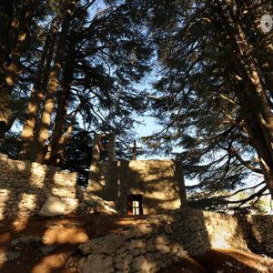 Jaj cedar reserve - Image 1