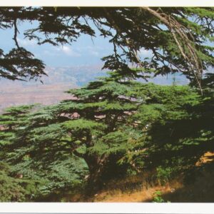 Postcards Jbeil Byblos - Image 9
