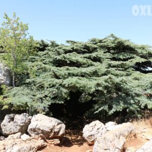 Lamartine Cedar Reserve - Image 1