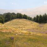 Poster Landscape cedar of lebanon