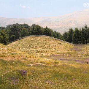 Poster Landscape cedar of lebanon