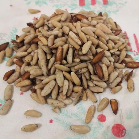 Lebanese baladi stone pines