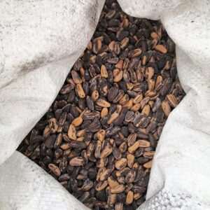 Lebanon stone pines - Image 6