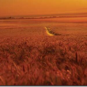 Album - Lebanon: Box of Moments - Image 9