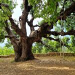 Poster oak tree of Elmat 2023