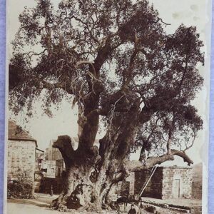 Old Photos of Lebanon - Support Lebanon - Image 14