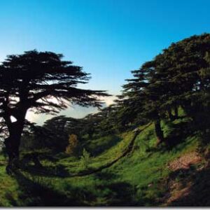 Album - Lebanon: Box of Moments - Image 12