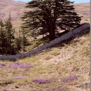 Village du Ciel - Lebanon Village of Heaven - Image 4