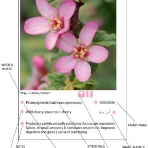 Wild Flowers of Lebanon, 2 books - Image 3