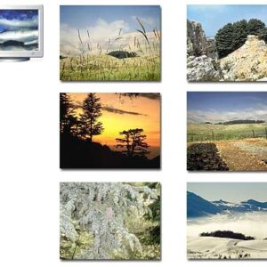 Cedar of Lebanon screen saver CD - Image 2