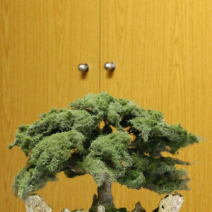 Sculpture Miniature Bonsai Cedar Tree - Image 6