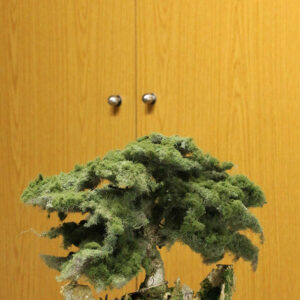 Sculpture Miniature Bonsai Cedar Tree - Image 4