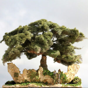 Sculpture Miniature Bonsai Cedar Tree - Image 2