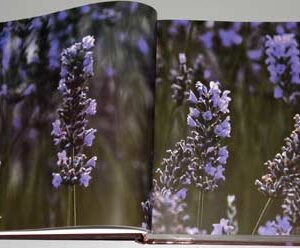 Book Serenity - Sérénité - السكينة - Image 11