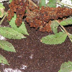 Natural sumac - Summak Lebanon - Image 3