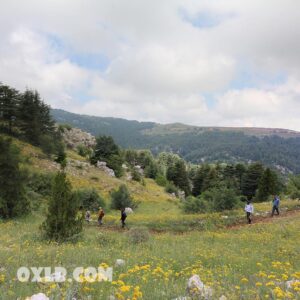 A walk-in Tannourine reserve - Image 1