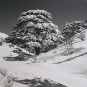 Old sepia Lebanon postcards - Image 4
