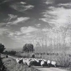 Old sepia Lebanon postcards - Image 6