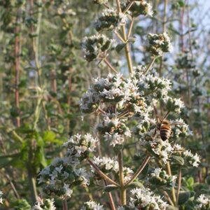 Natural Thyme Zaatar - Image 4