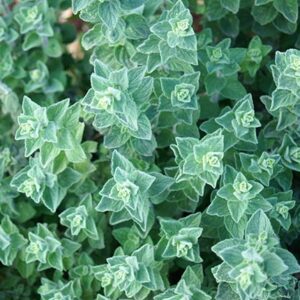 Natural Thyme Zaatar - Image 6