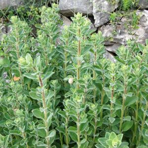 Natural Thyme Zaatar - Image 7