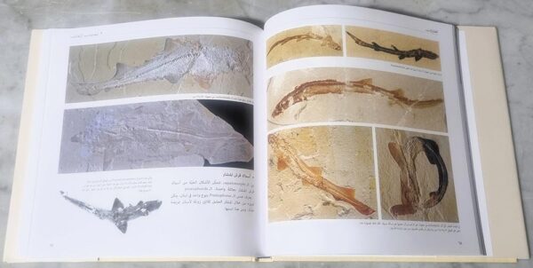 كتاب متحجرات لبنان