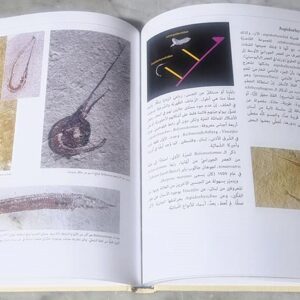 كتاب متحجرات لبنان