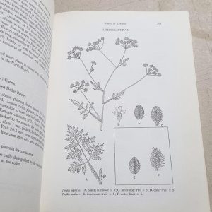 Weeds of Lebanon, Winnie S. Edgecombe - Image 2