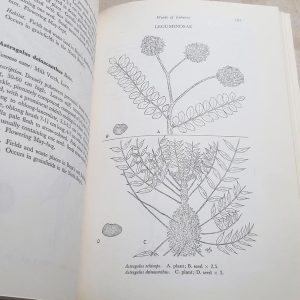 Weeds of Lebanon, Winnie S. Edgecombe - Image 3