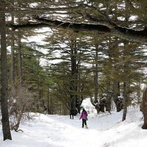 Tannourine cedar reserve