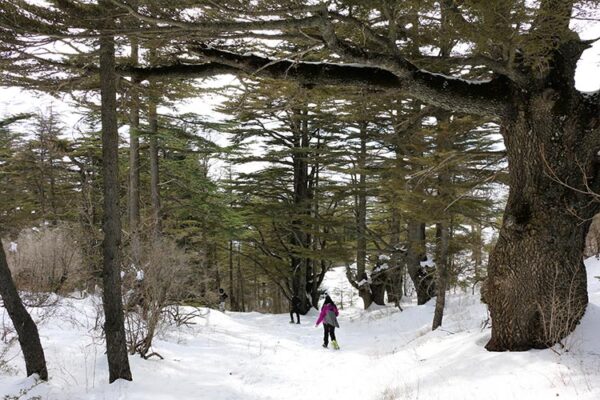 Tannourine cedar reserve