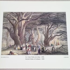 Ancient Cedars of Lebanon - Les Vieux Cèdres du Liban