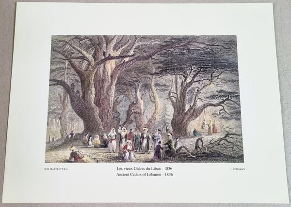 Ancient Cedars of Lebanon - Les Vieux Cèdres du Liban