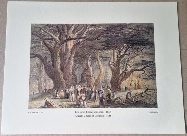 Les Vieux Cèdres du Liban - 1836 - Ancient Cedars of Lebanon