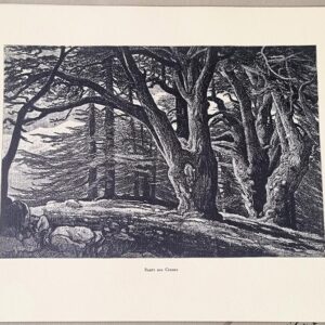 THE CEDARS - FORÊT DES CÈDRES - غاية الارز